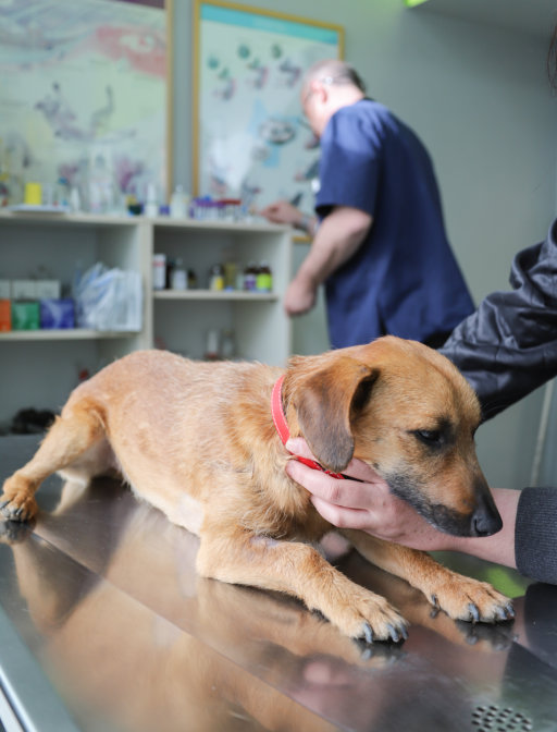 animal bites and rabies dog at vet